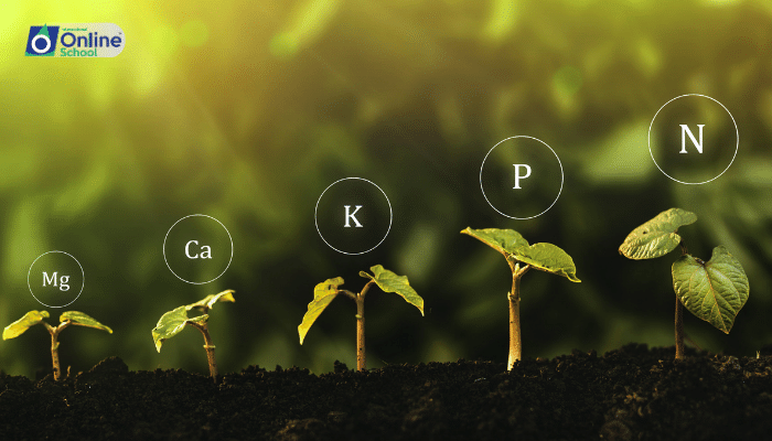 Lesson 02: The Essentials of Plant Nutrition: Nitrogen and Magnesium